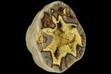 Polished, Yellow Crystal Filled Septarian Geode - Utah #112115-2